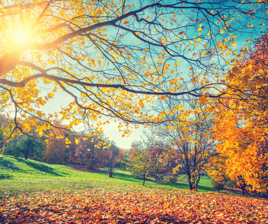 5 Wellness Tips to Transition from Summer to Fall
